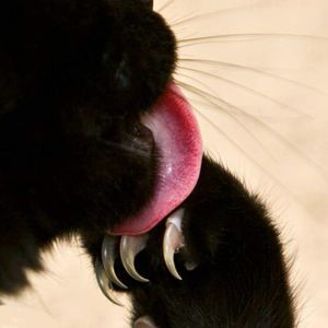 Meet your Posher, Carrie